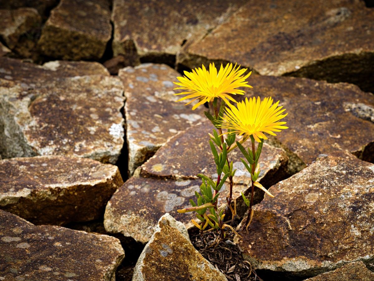 When Hope Remains Standing in a Land of&nbsp;Pain